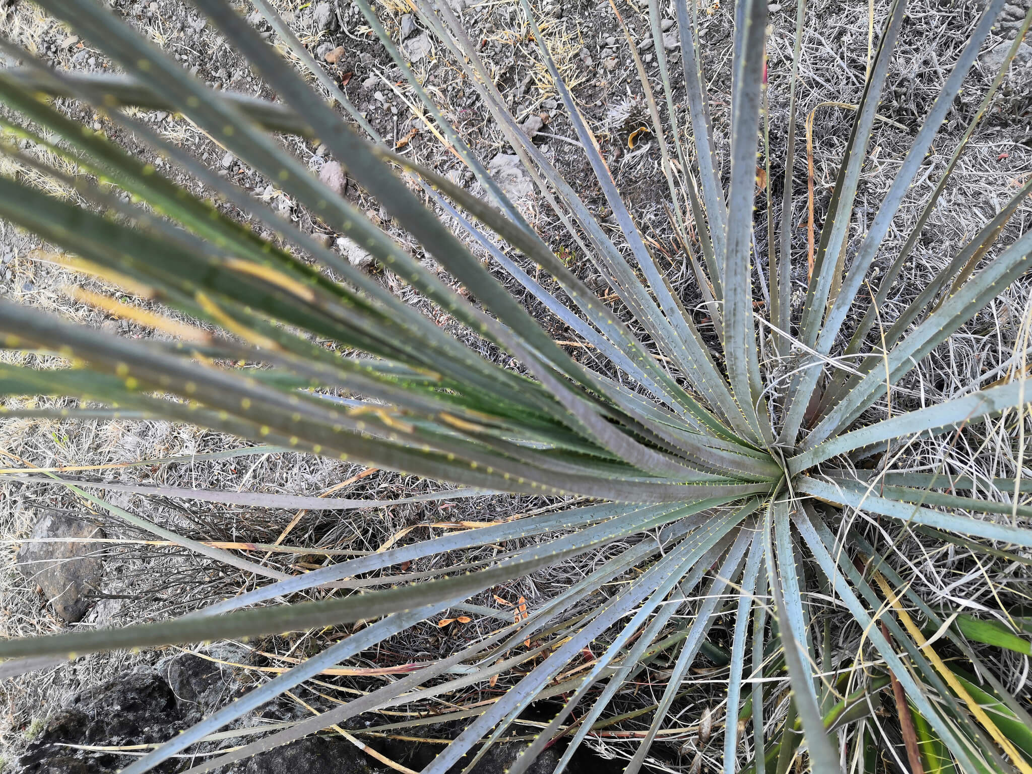 Dasylirion glaucophyllum